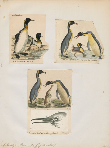 Aptenodytes pennantii, Print, The genus Aptenodytes contains two extant species of penguins