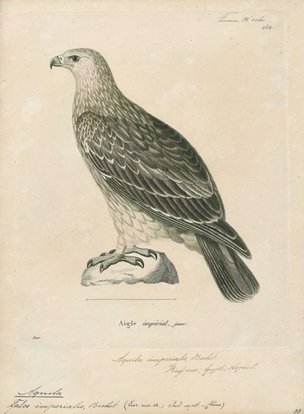 Aquila imperialis, Print, 1700-1880
University of Amsterdam
