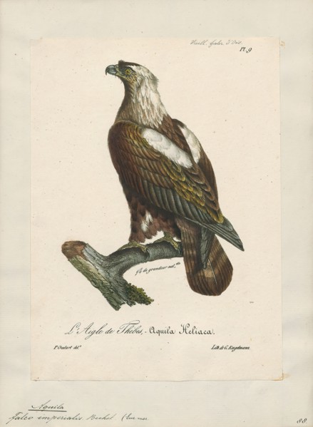 Aquila imperialis, Print, 1825-1834
University of Amsterdam