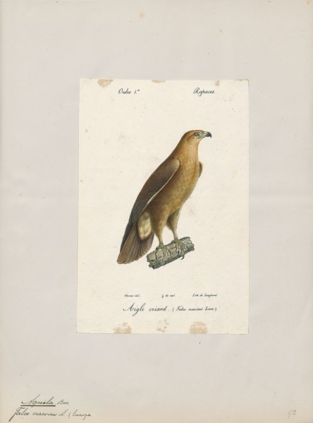 Aquila naevia, Print, 1842-1848
University of Amsterdam