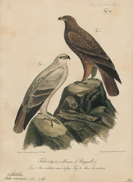 Aquila naevioides, Print, 1835
University of Amsterdam