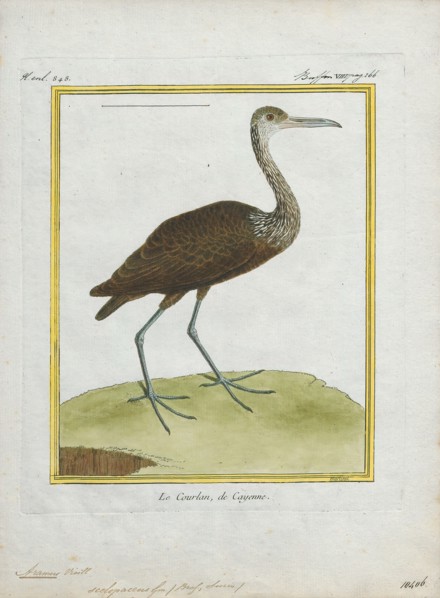Aramus scolopaceus, Print, 1700-1880
University of Amsterdam