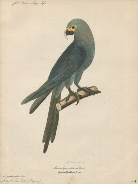 Ara glauca, Print, 1842-1855
University of Amsterdam