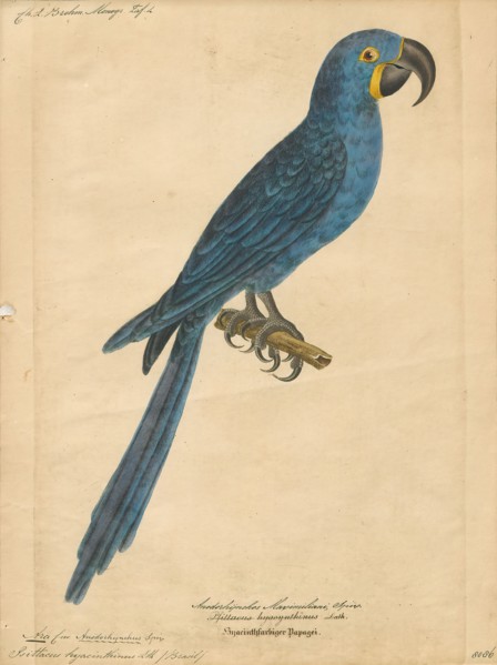 Ara hyacinthina, Print, 1842-1855
University of Amsterdam