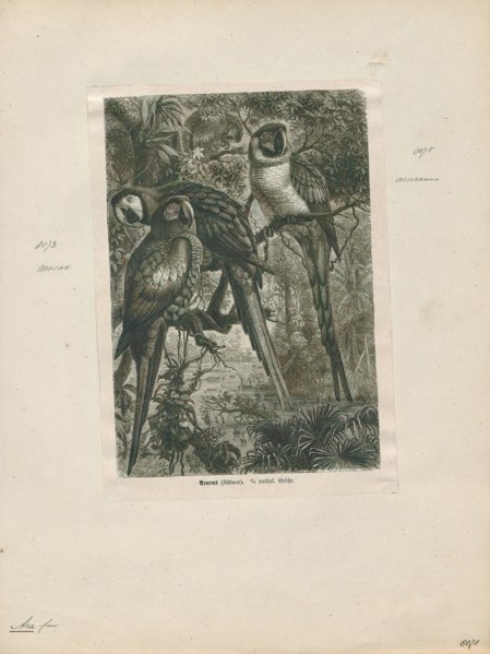 Ara macao, Print, The scarlet macaw (Ara macao) is a large red, yellow, and blue Central and South