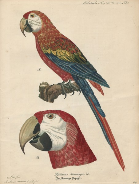 Ara macao, Print, The scarlet macaw (Ara macao) is a large red, yellow, and blue Central and South