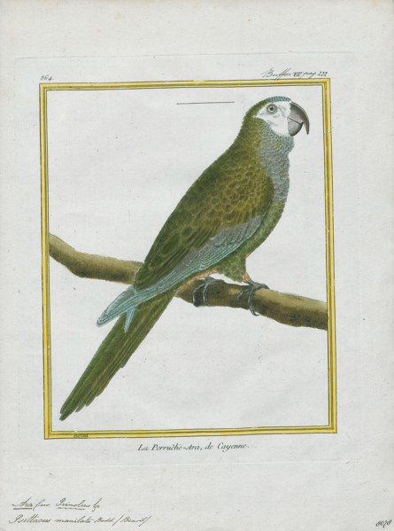 Ara manilata, Print, The red-bellied macaw (Orthopsittaca manilatus), also known as Guacamaya