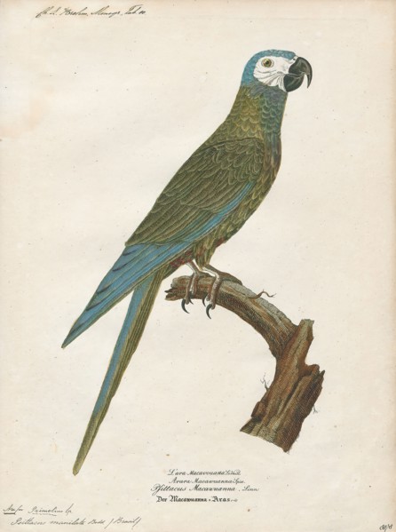 Ara manilata, Print, The red-bellied macaw (Orthopsittaca manilatus), also known as Guacamaya