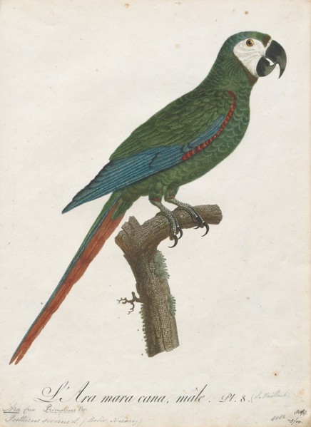 Ara severus, Print, The chestnut-fronted macaw or severe macaw (Ara severus) is one of the largest