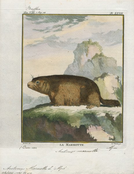 Arctomys marmotta, Print, 1700-1880
University of Amsterdam