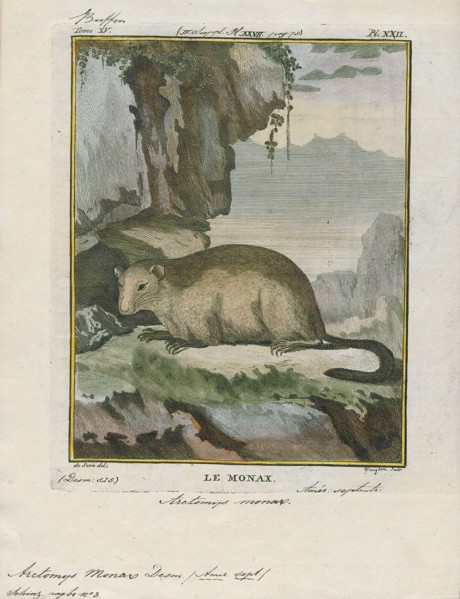 Arctomys monax, Print, The groundhog (Marmota monax), also known as a woodchuck, is a rodent of the