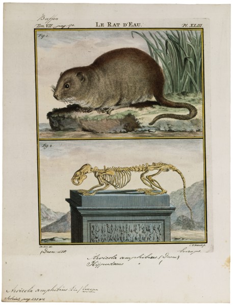 Arvicola amphibius, Print, The European water vole or northern water vole (Arvicola amphibius,