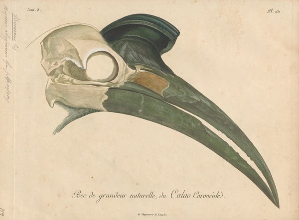 Bucorvus abyssinicus, Print, The Abyssinian ground hornbill or northern ground hornbill (Bucorvus