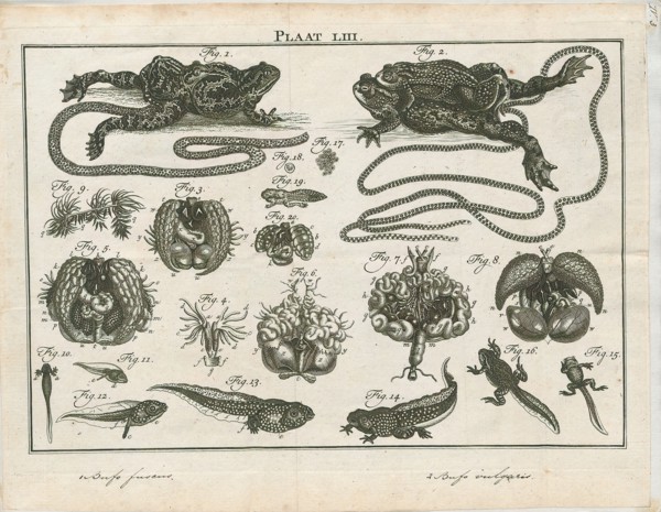 Bufo fuscus, Print, Bufo is a large genus of about 150 species of true toads in the amphibian
