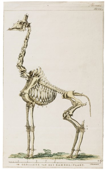 Camelopardalis giraffa, Print, skeleton
University of Amsterdam