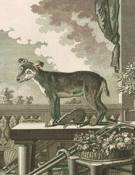 Canis lupus familiaris, Print, The domestic dog (Canis lupus familiaris when considered a