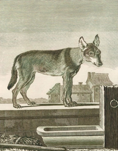 Canis lupus familiaris, Print, The domestic dog (Canis lupus familiaris when considered a