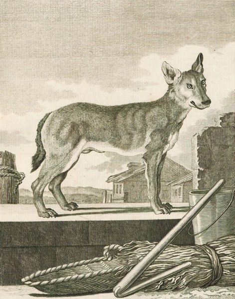 Canis lupus familiaris, Print, The domestic dog (Canis lupus familiaris when considered a