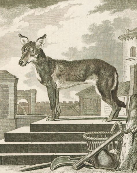 Canis lupus familiaris, Print, The domestic dog (Canis lupus familiaris when considered a