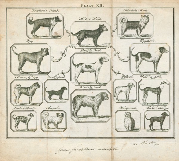 Canis lupus familiaris, Print, The domestic dog (Canis lupus familiaris when considered a