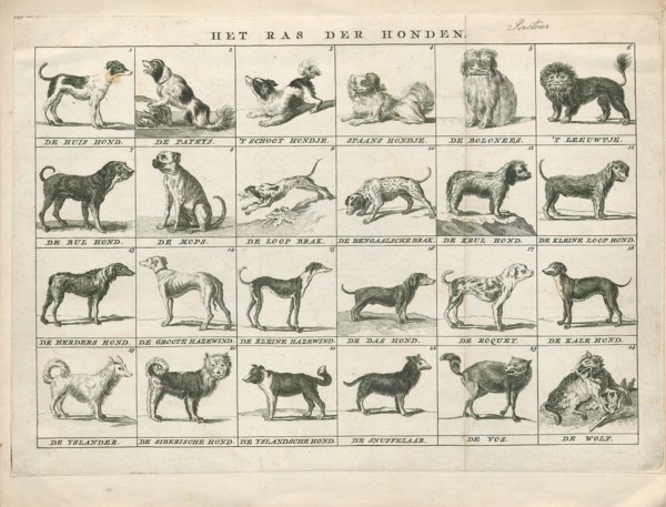 Canis lupus familiaris, Print, The domestic dog (Canis lupus familiaris when considered a