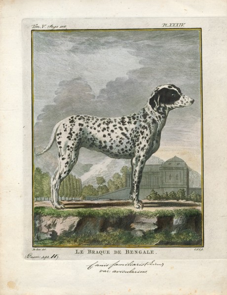 Canis lupus familiaris, Print, The domestic dog (Canis lupus familiaris when considered a
