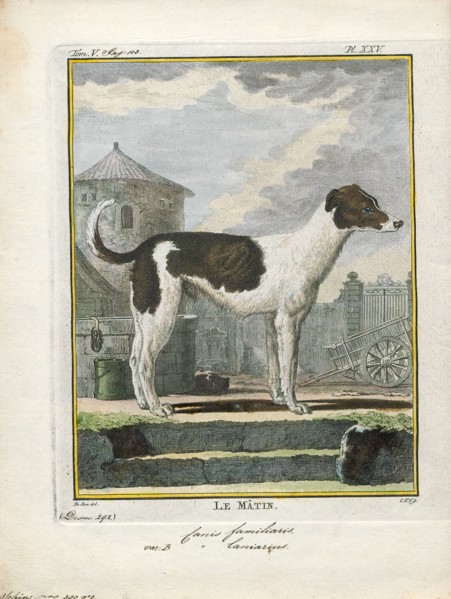 Canis lupus familiaris, Print, The domestic dog (Canis lupus familiaris when considered a