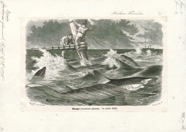 Carcharias glaucus, Print, 1700-1880
University of Amsterdam