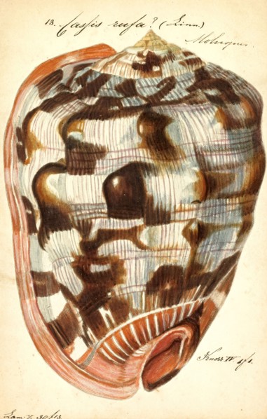 Cassis rufa, Print, Cypraecassis rufa is a species of large sea snail, a marine gastropod mollusc