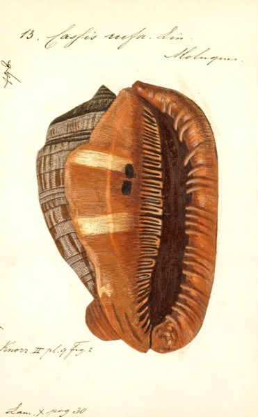 Cassis rufa, Print, Cypraecassis rufa is a species of large sea snail, a marine gastropod mollusc
