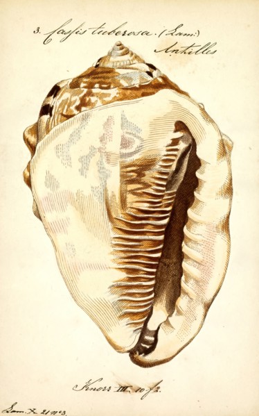 Cassis tuberosa, Print, Cassis tuberosa, the king helmet, is a species of very large sea snail with