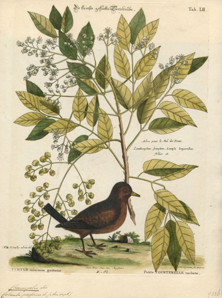 Chaemepelia passerina, Print, 1700-1880
University of Amsterdam