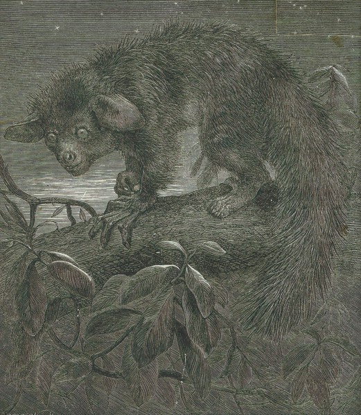 Cheiromys madagascariensis, Print, Aye-aye, The aye-aye (Daubentonia madagascariensis) is a