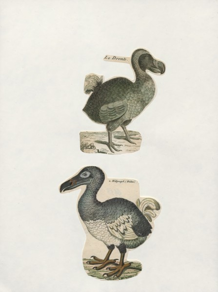 Didus ineptus, Print, The dodo (Raphus cucullatus) is an extinct flightless bird that was endemic