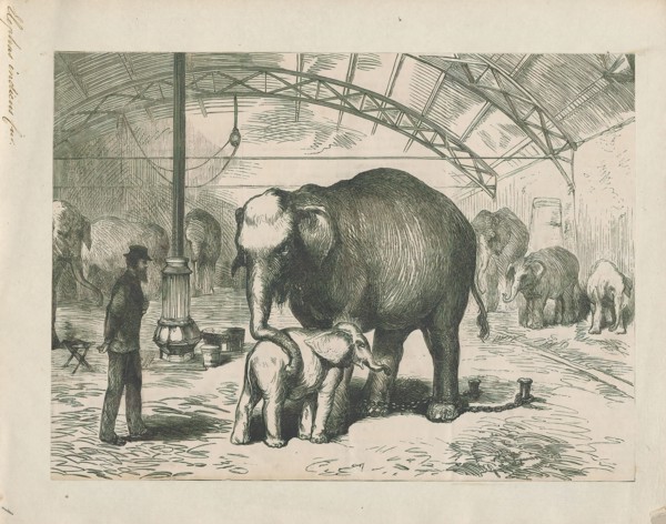 Elephas indicus, Print, Elephas is one of two surviving genera in the family of elephants,