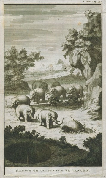 Elephas indicus, Print, Elephas is one of two surviving genera in the family of elephants,