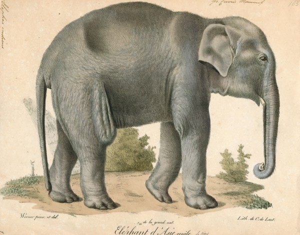 Elephas indicus, Print, Elephas is one of two surviving genera in the family of elephants,
