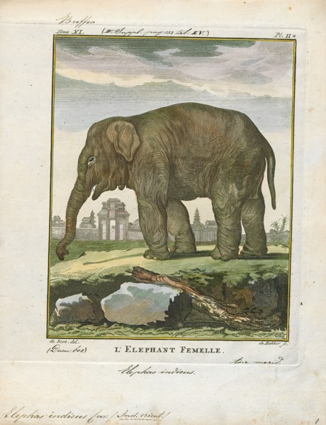 Elephas indicus, Print, Elephas is one of two surviving genera in the family of elephants,