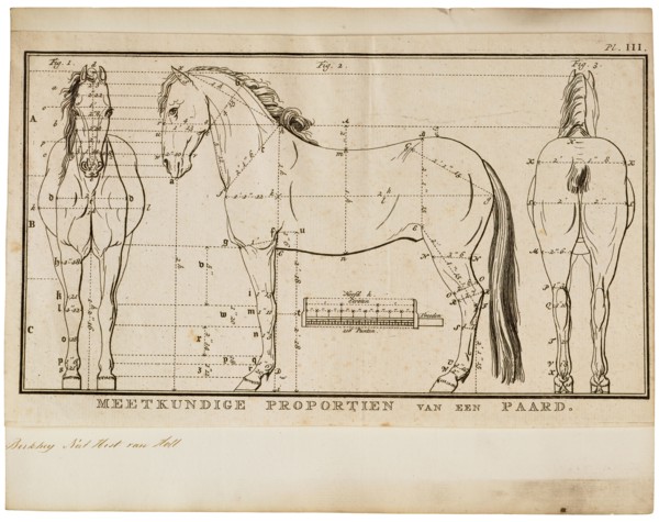 Equus caballus, Print, The horse (Equus ferus caballus) is one of two extant subspecies of Equus