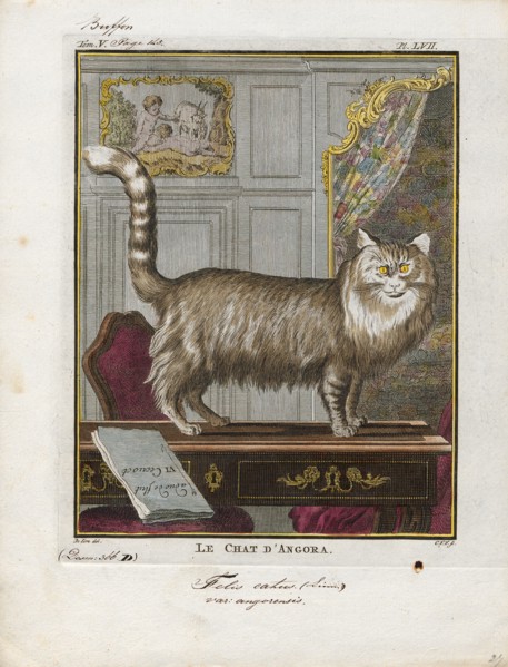 Felis catus var. angorensis, Print, Felis is a genus of small and medium-sized cat Felinae species