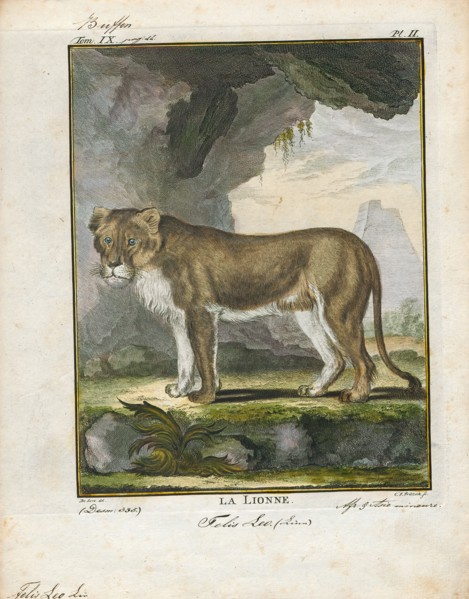 Felis leo, Print, The lion (Panthera leo) is a species in the family Felidae; it is a muscular,