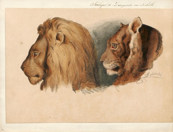 Felis leo, Print, The lion (Panthera leo) is a species in the family Felidae; it is a muscular,