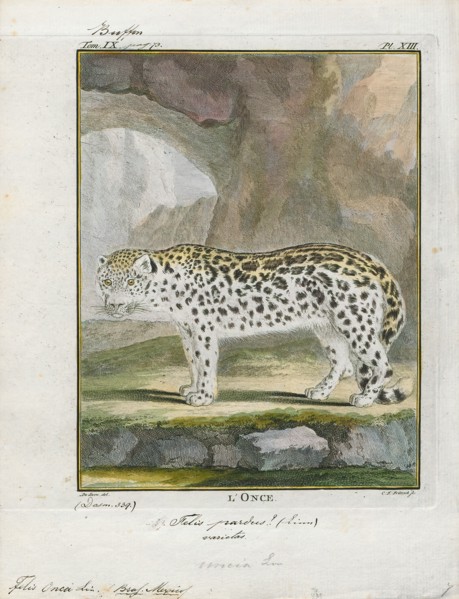 Felis onca, Print, The jaguar (Panthera onca) is a large felid species and the only extant member