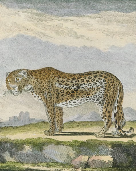 Felis pardus, Print, The leopard (Panthera pardus) is one of the five extant species in the genus