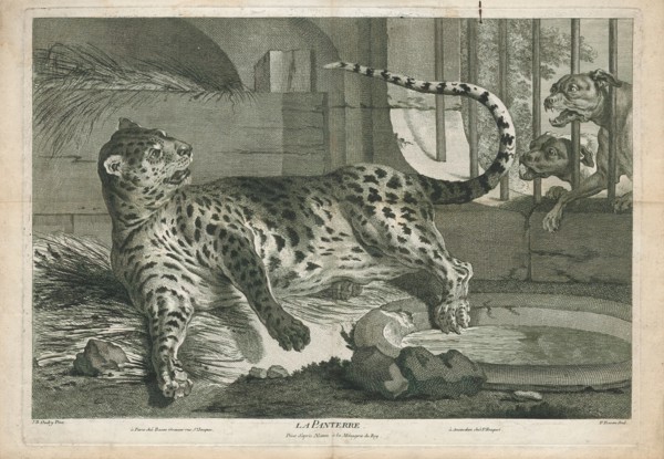 Felis pardus, Print, The leopard (Panthera pardus) is one of the five extant species in the genus