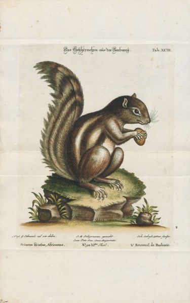 Sciurus getulus, Print, The genus Sciurus contains most of the common, bushy-tailed squirrels in