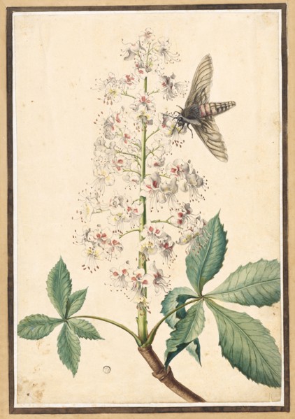 Blossom of a horse-chestnut and moth, watercolor and opaque colors, glued to light brown tinted