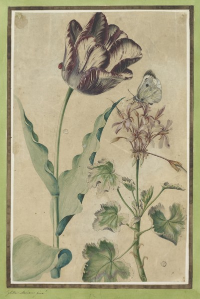 Garden tulip (white-violet flamed) with ladybug and flowering geranium with cabbage white,