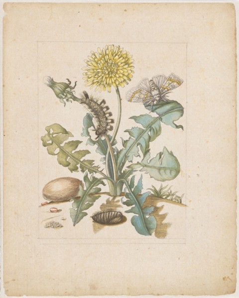Taraxacon, ., Röhrleinskraut., (with Wollfussspinner), 1679, colored Umdruck, later by hand in