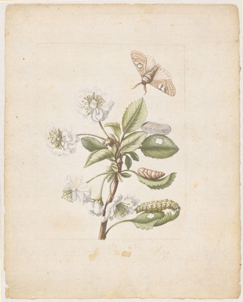 A white filled amarella blossom., Cerasa acida, rubra, flore pleno., (filled church with the stands